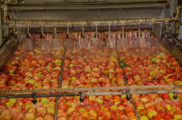 Apples being washed on processing line
