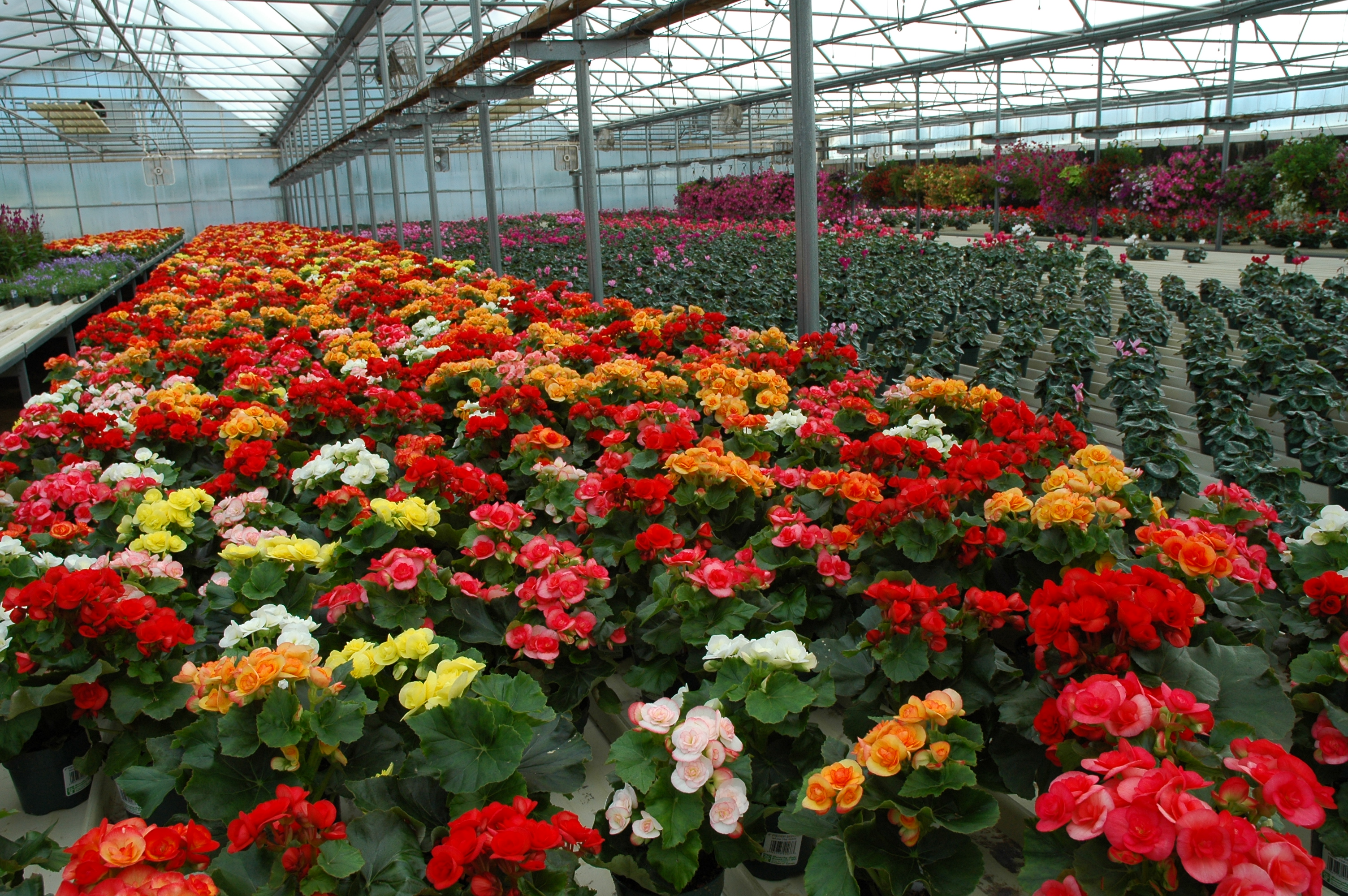 red, orange, yellow, white, and pink begonias inside a greenhouse