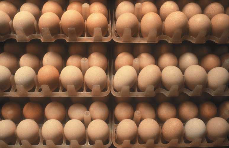 Rows of brown eggs