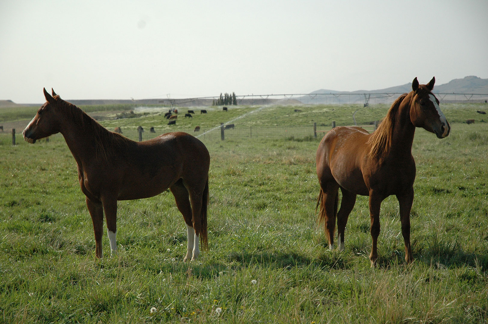 Image of two horses in a field with cattle grazing in the background.