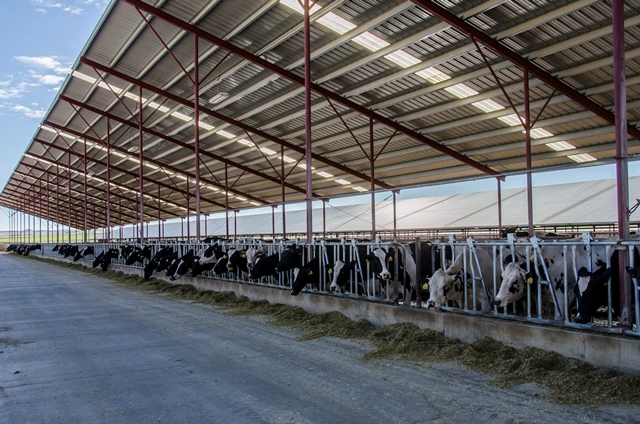 Dairy cows at feeder under covered roof