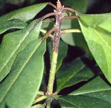 Phytophthora ramorum symptoms on rhododendron