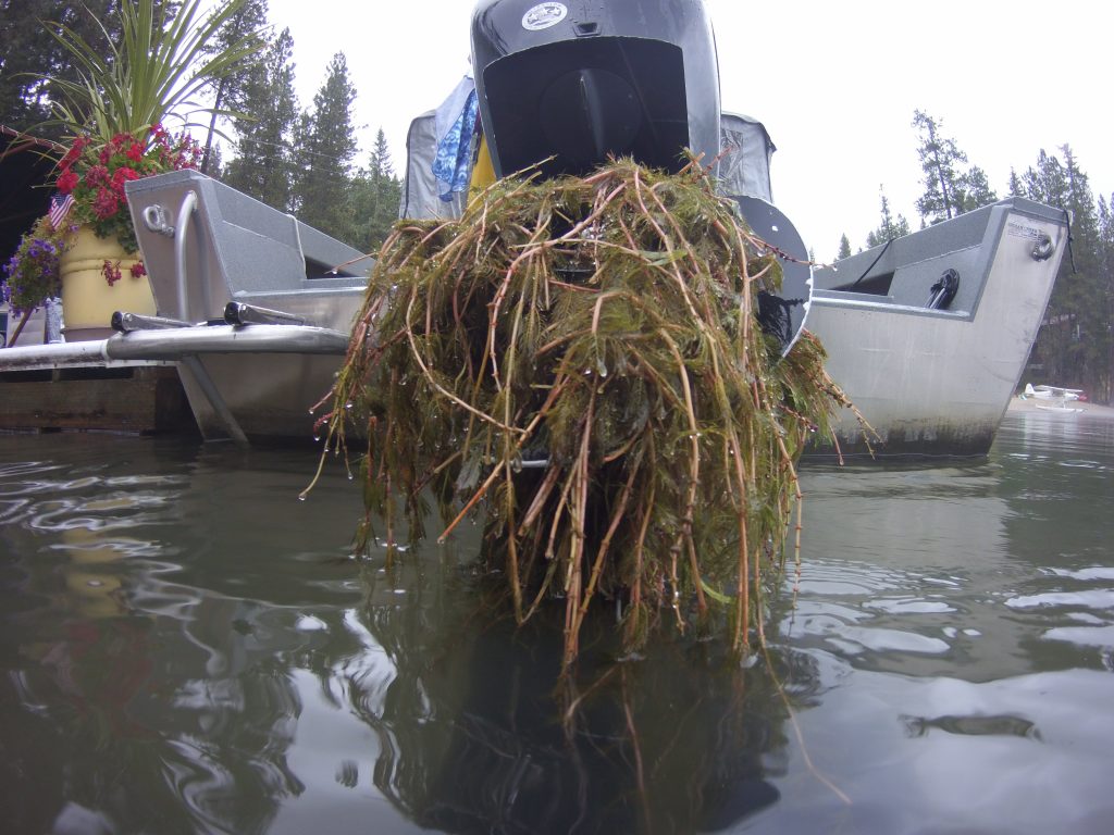Eurasian watermilfoil attached to a boat