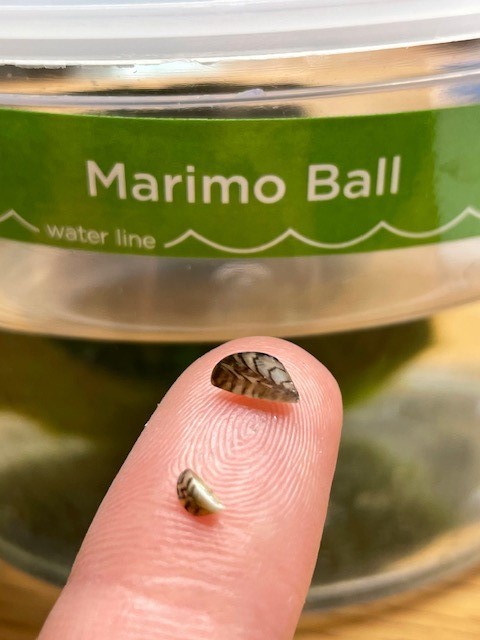 Small zebra mussel alongside moss ball