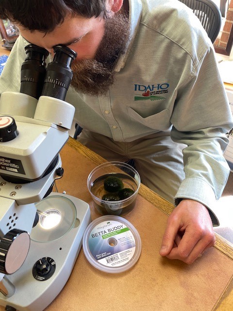 Employee examines zebra mussels through microscope