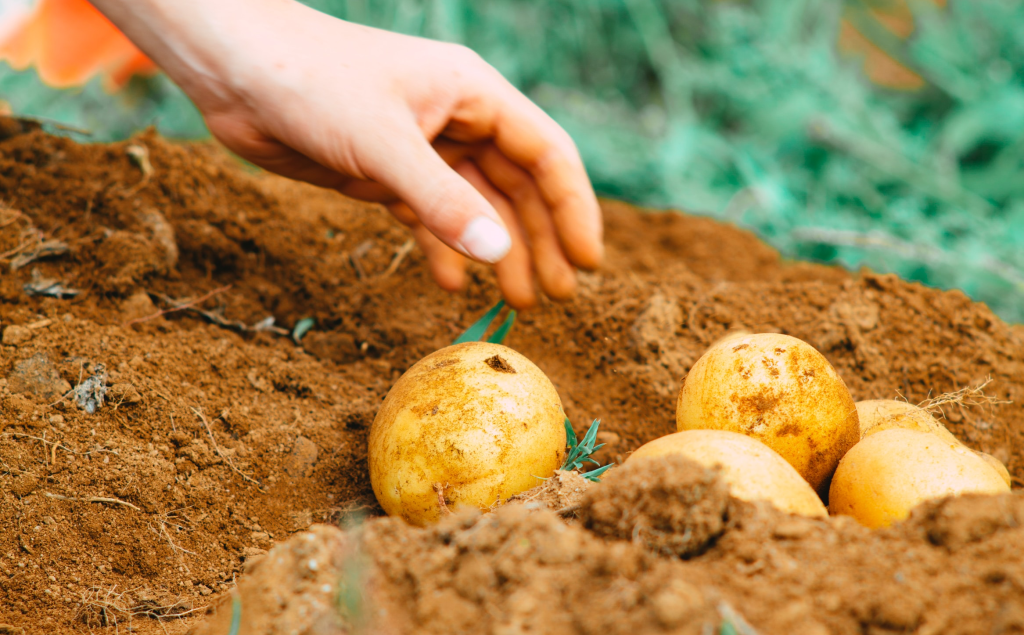 Potatoes growing with hand picking one