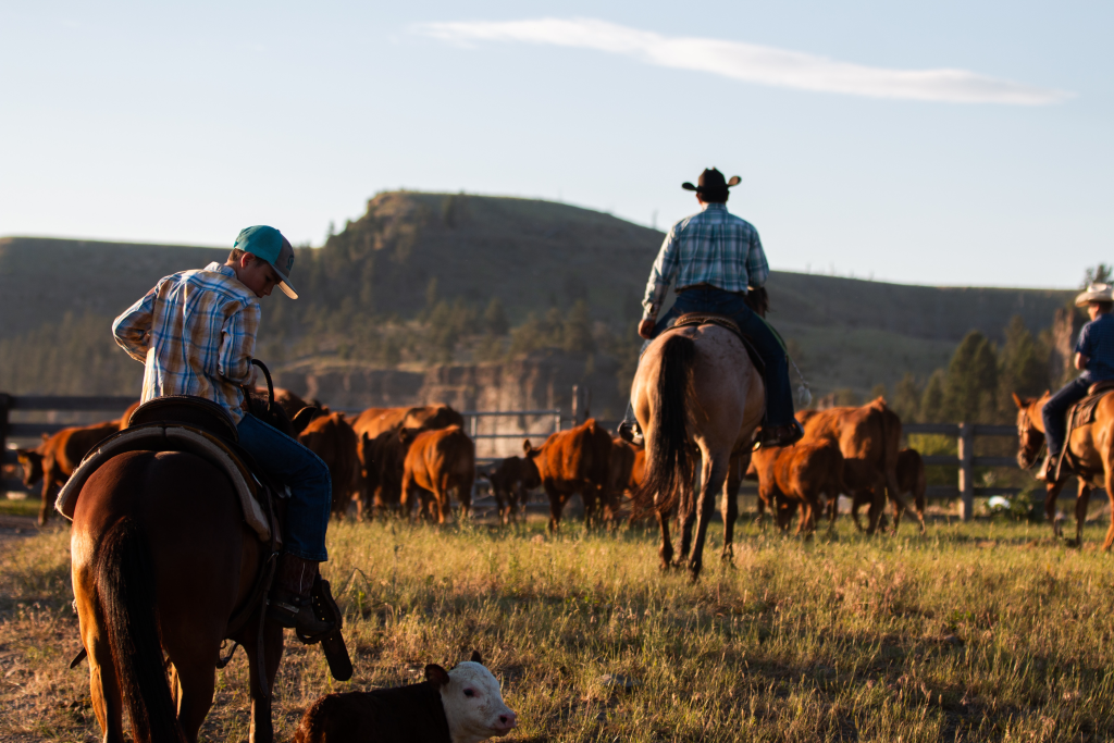 3 rancher / cowboys on horses corralling cows in pasture