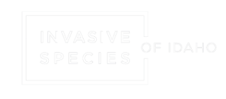 Invasive Species of Idaho