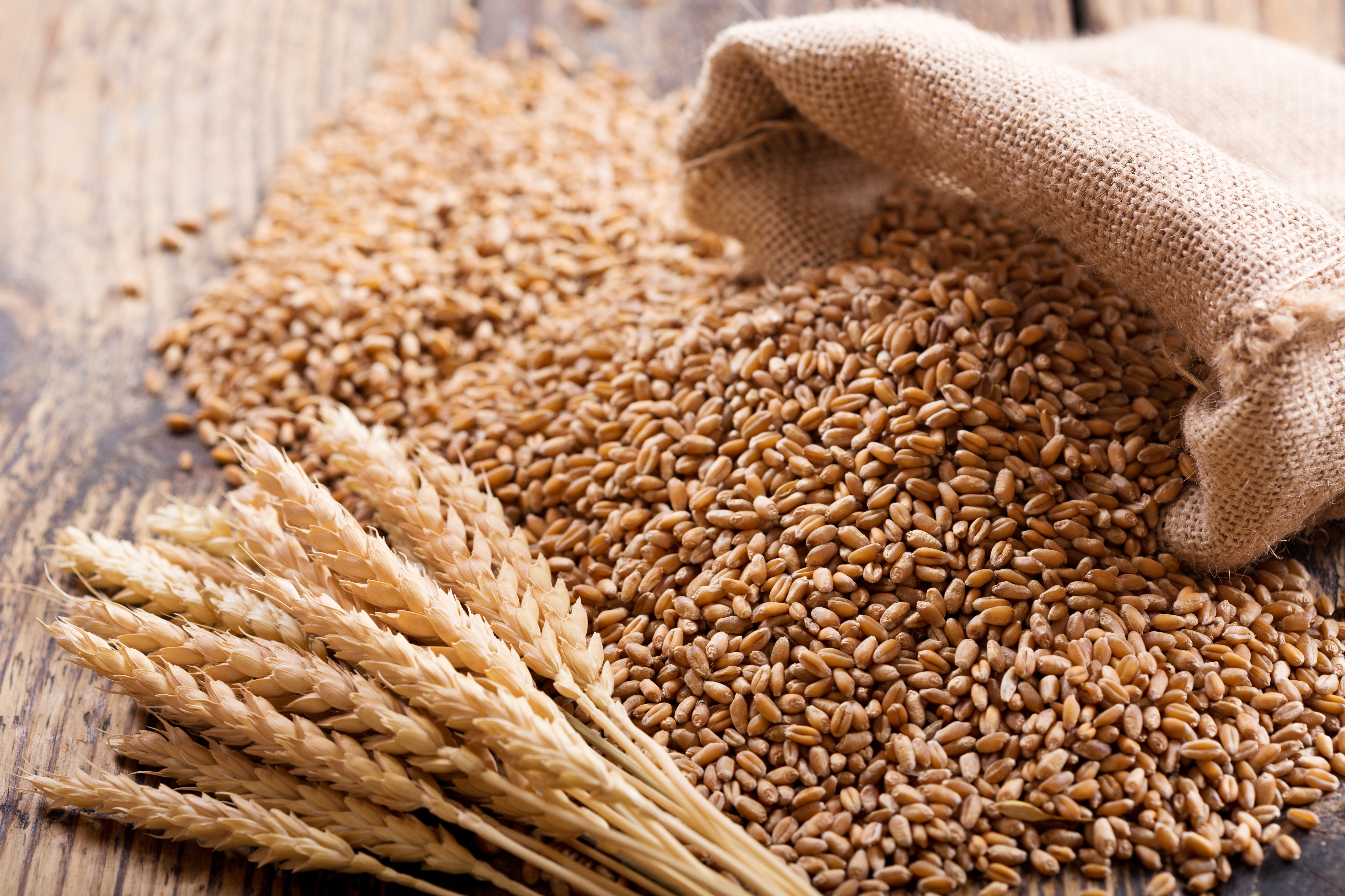 poured out bag of wheat seed