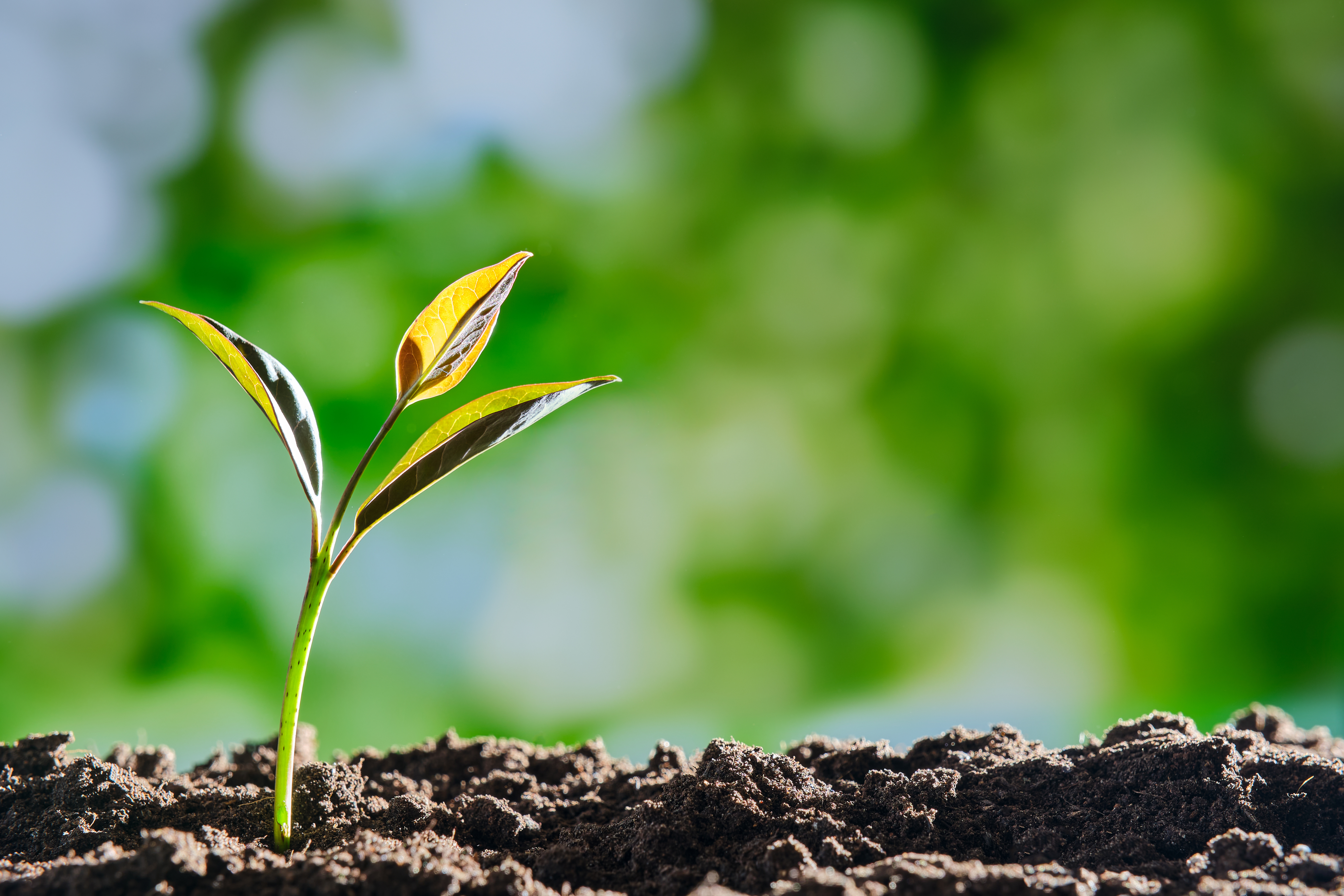 Plant seedling sprouting out of dirt with blurred background