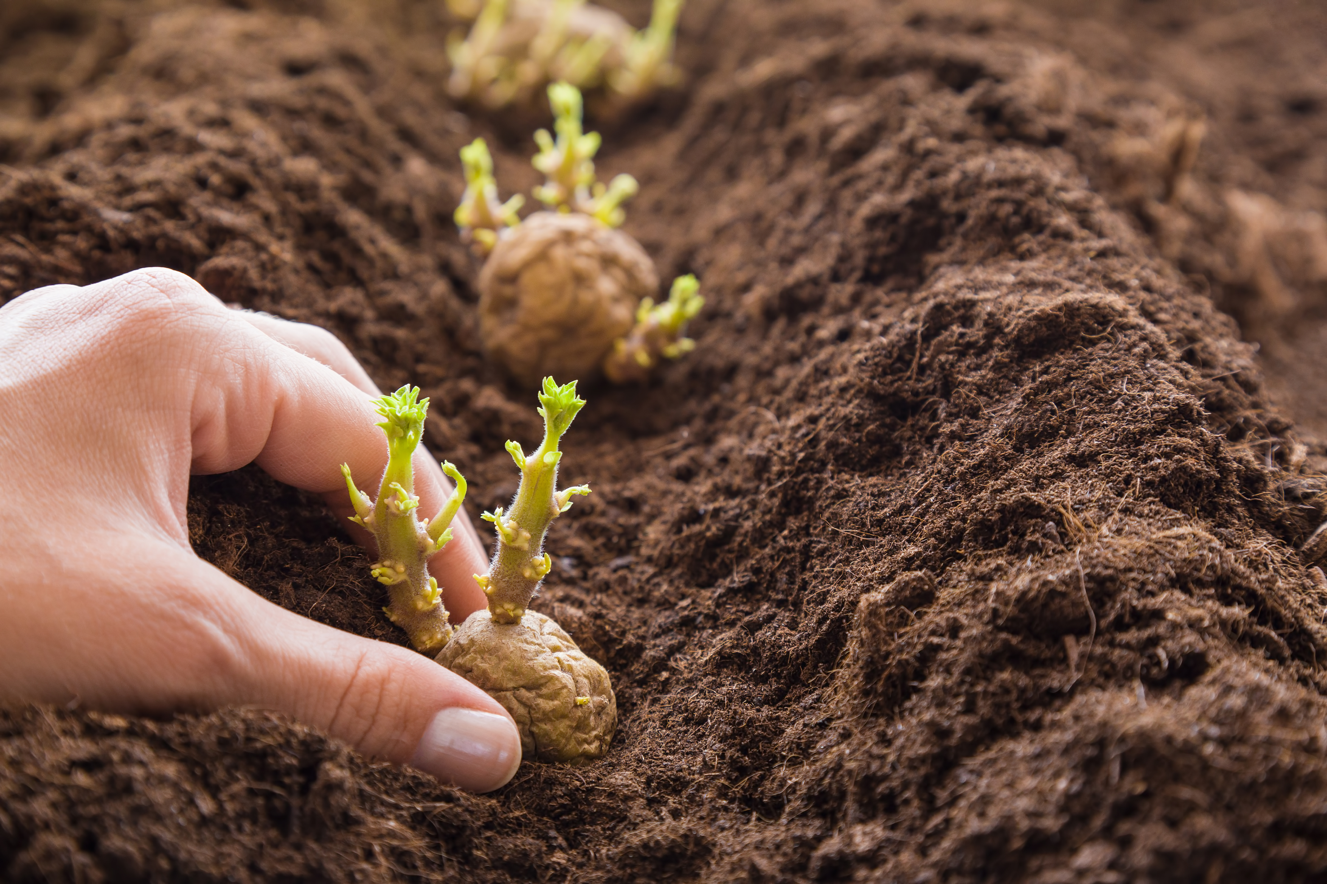 hand planting sprouting seed potatoes in rows in the dirt.