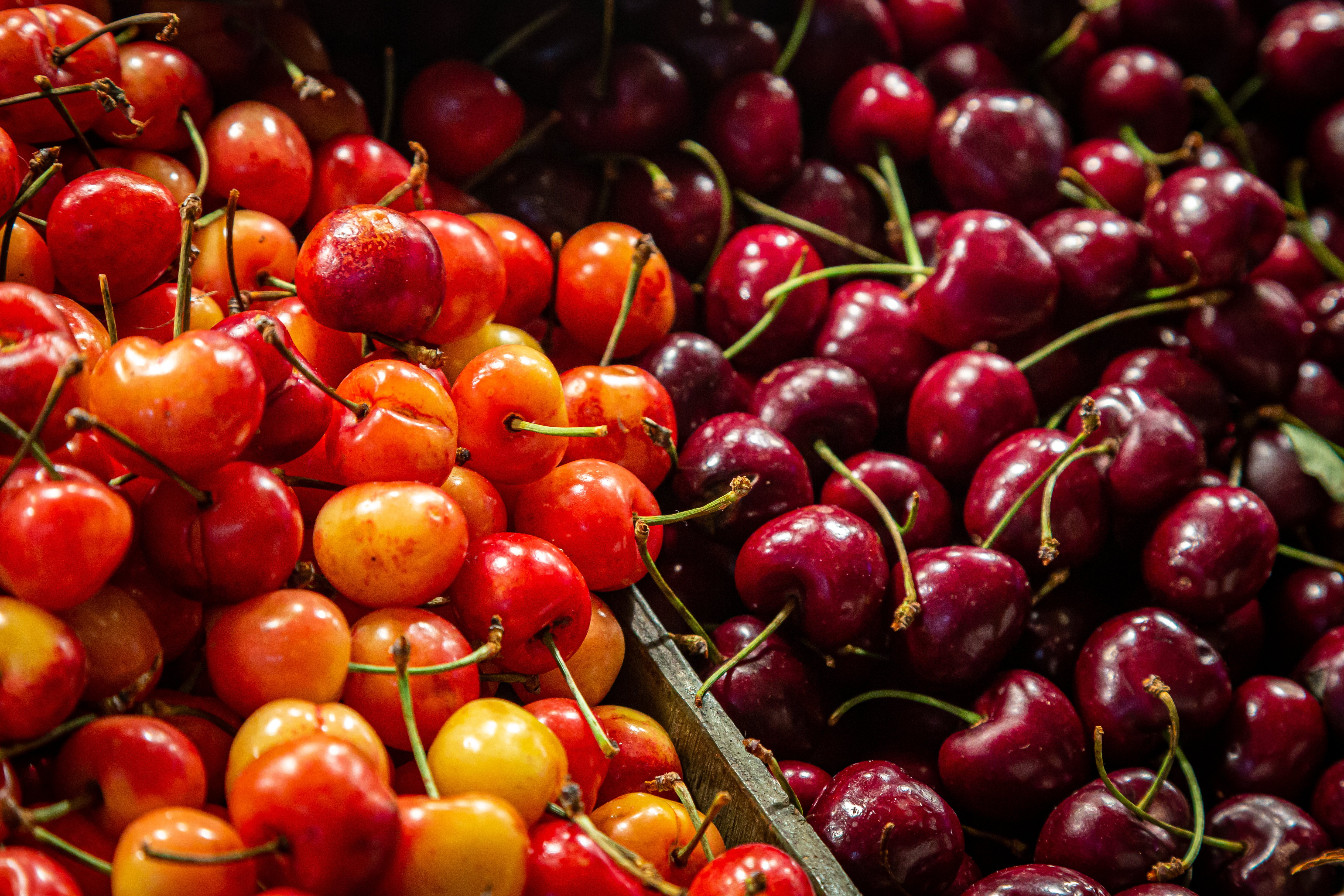 Two different kinds of cherries.