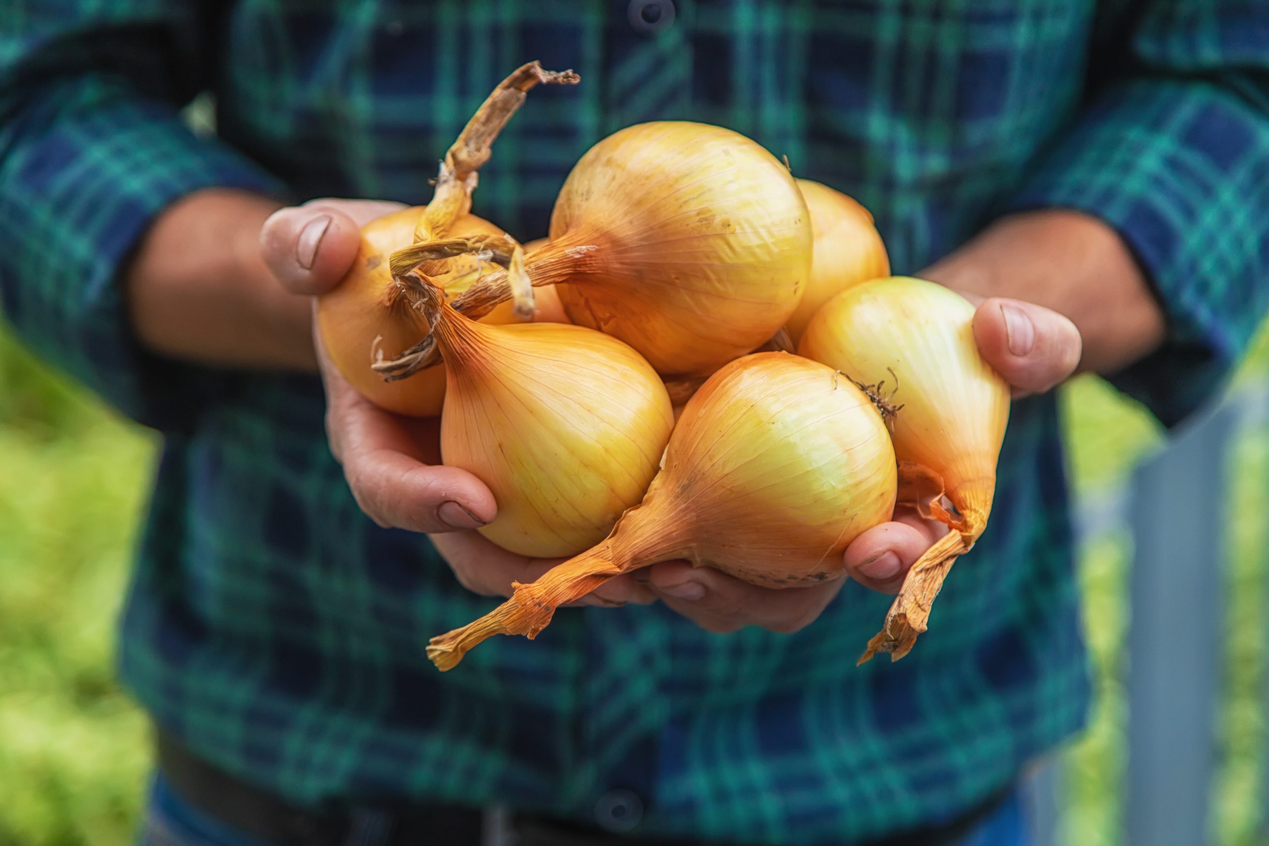 Farmer holding yellow onions between his hands.