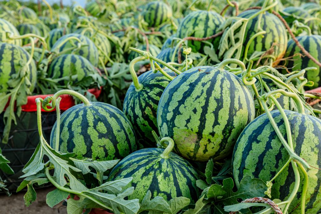 Fresh watermelon fruit just picked in the watermelon field. Agricultural watermelon field.