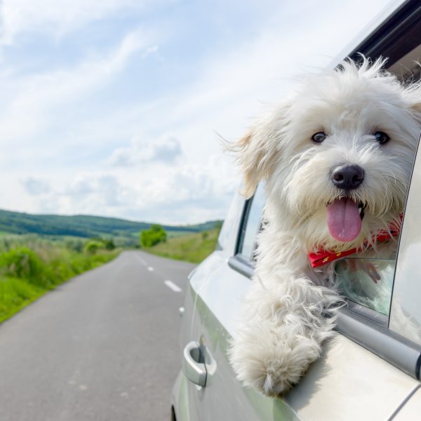 White Bichon Frise Looking out the rear side window of a silver vehicle with its tongue out. Road and greenery in the background.