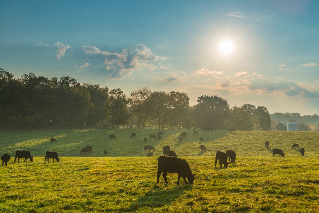 A small herd of black cattle grazing in a green pasture. The sun is shining and leaving a haze over the scene. In the distance are trees, a small building and a small silo.