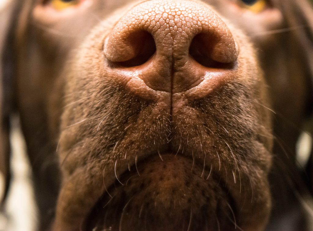 Close up of a dark brown dog's nose.