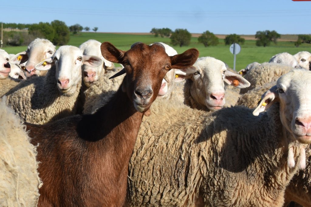 Group of white sheep with a single brown goat in the middle. All animals are looking at the camera. Green land and sky are visible in the background.