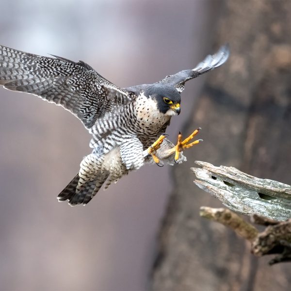 Image of a Peregrine Falcon preparing to land, wings spread out and talons prepared to grab the surface.