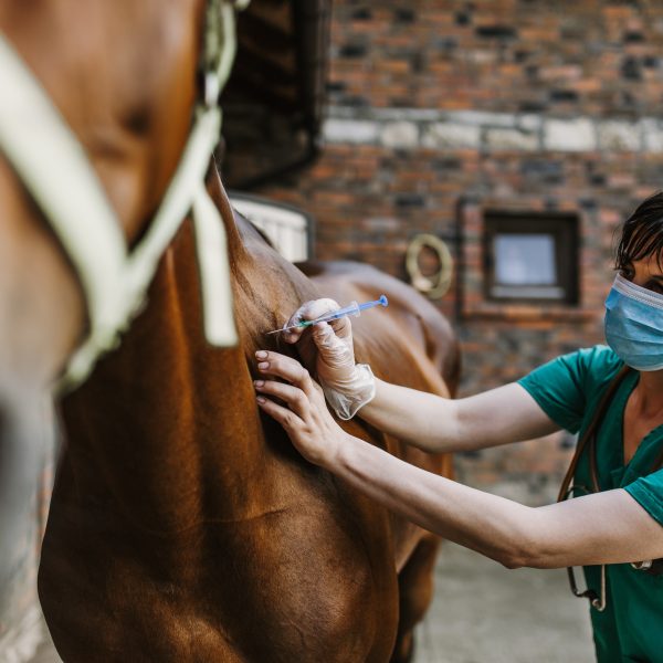 Veterinarian wearing green scrubs and a mask gives an injection to a brown horse in a stable.