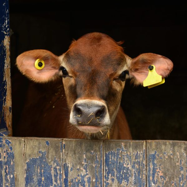 Image of a single head of cattle clearly displaying official identification.