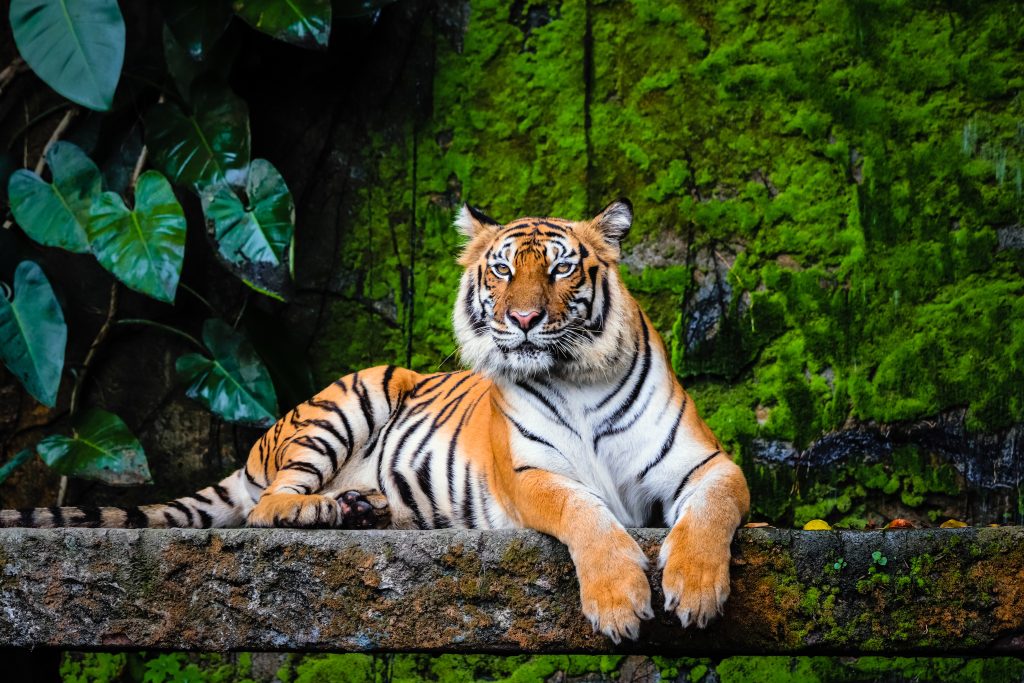 Bengal tiger reclining on a stone shelf with lush green habitat background.