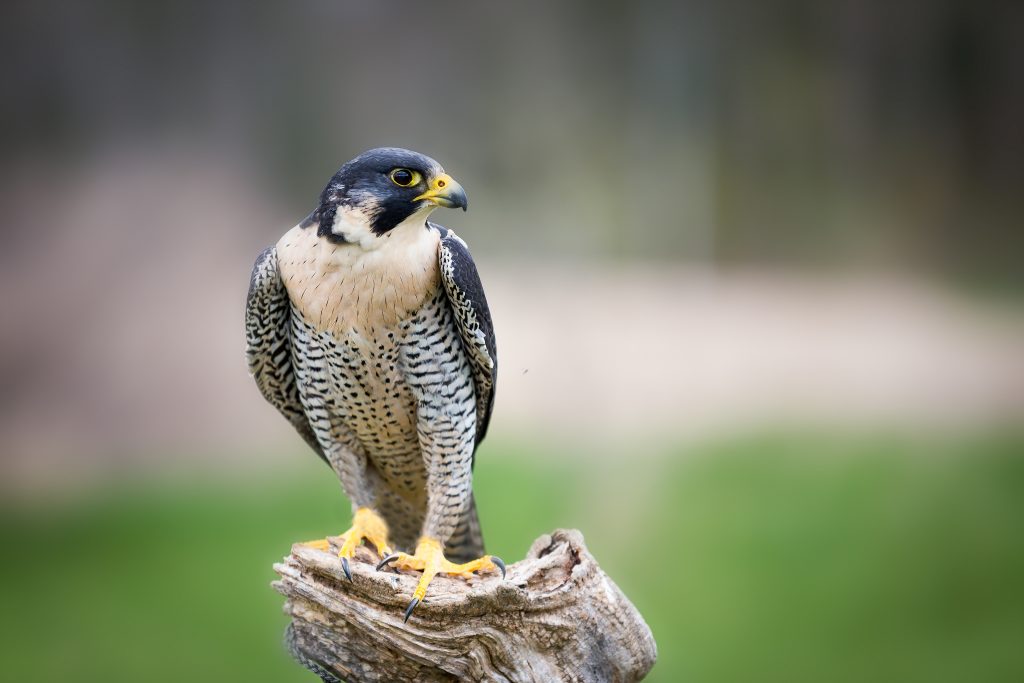 Image of a peregrine falcon perched on a tree stump looking to the left.