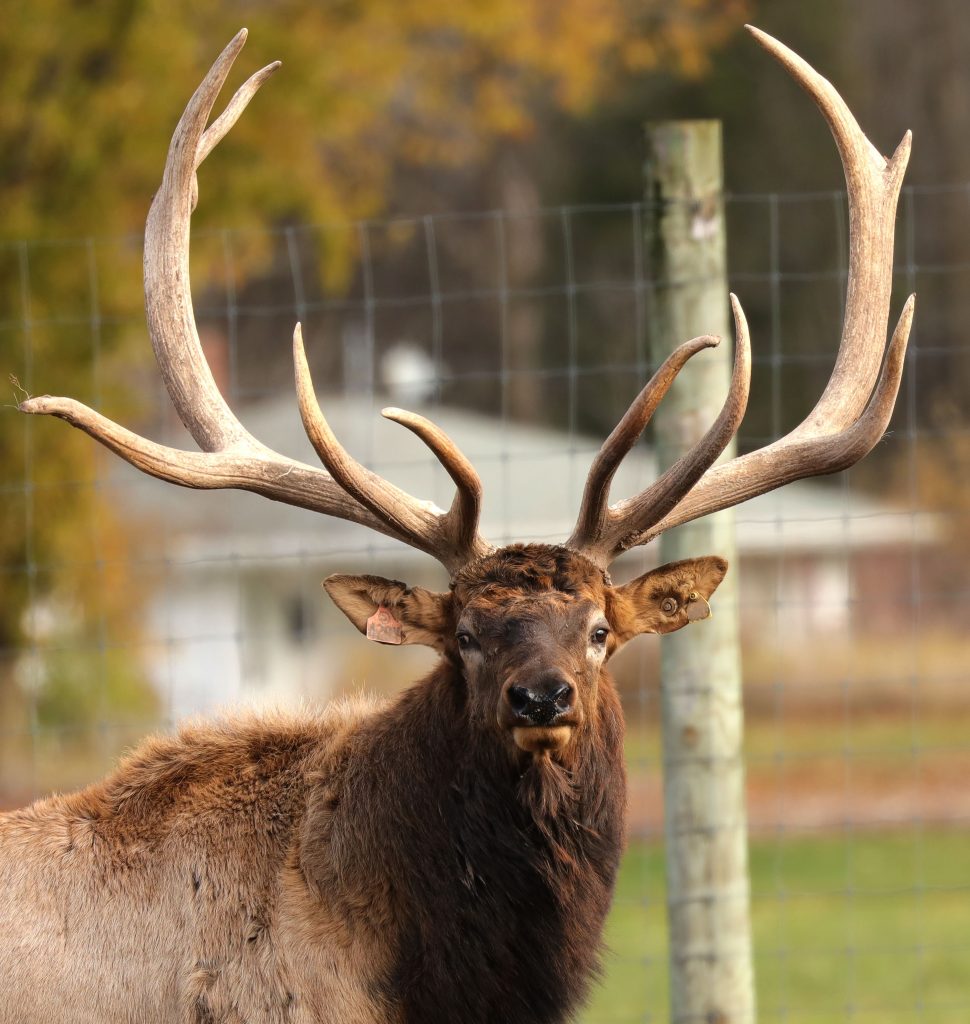 Face on image of an elk with large antlers and tags in both ears