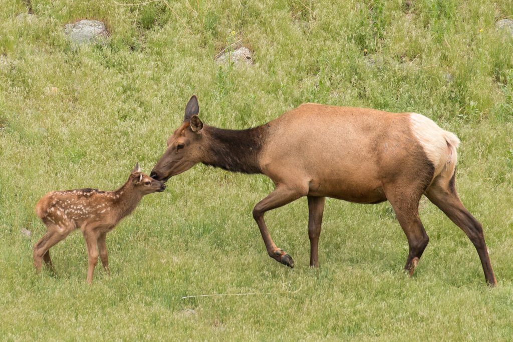 Image of an elk cow and calf