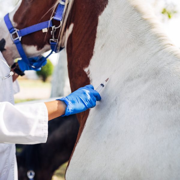 Veterinarian giving medical treatment to a beautiful horse outdoors at ranch.