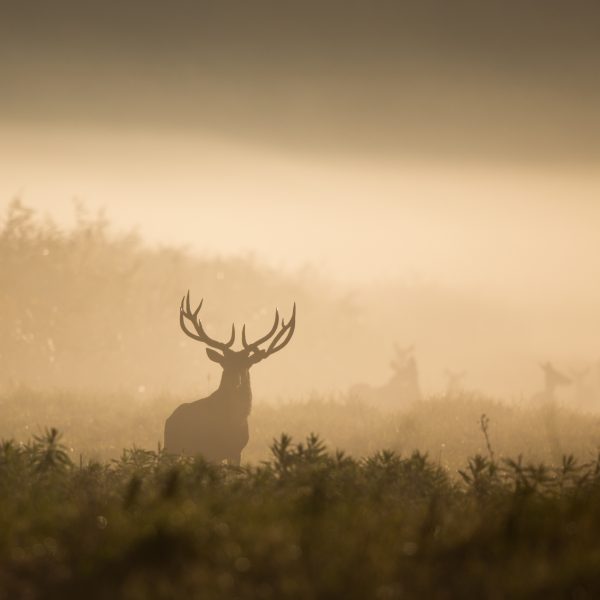 Silhouette of deer with big antlers in reed on foggy morning. Wildlife in natural habitat