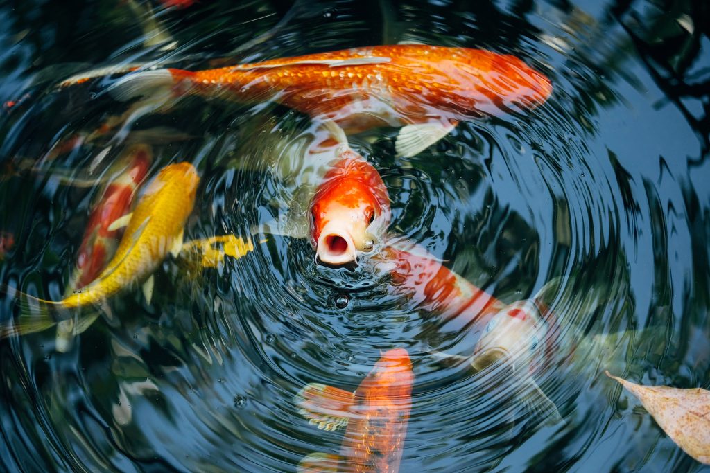 Image of koi fish in a pond, one is surfacing with its mouth open causing a circular ripple to go through the image.