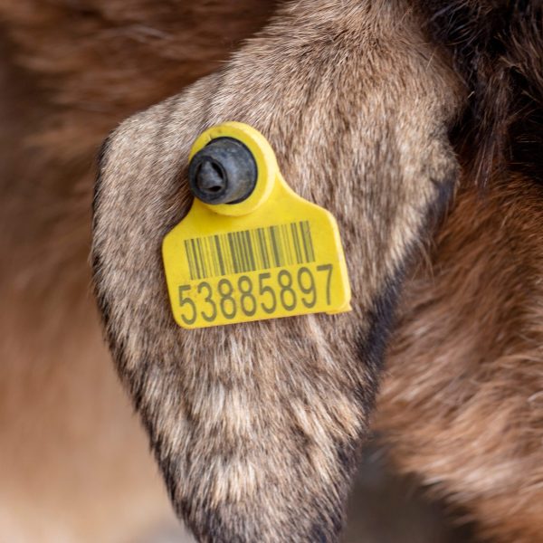 Close up image of an eartag in the right ear of a goat.