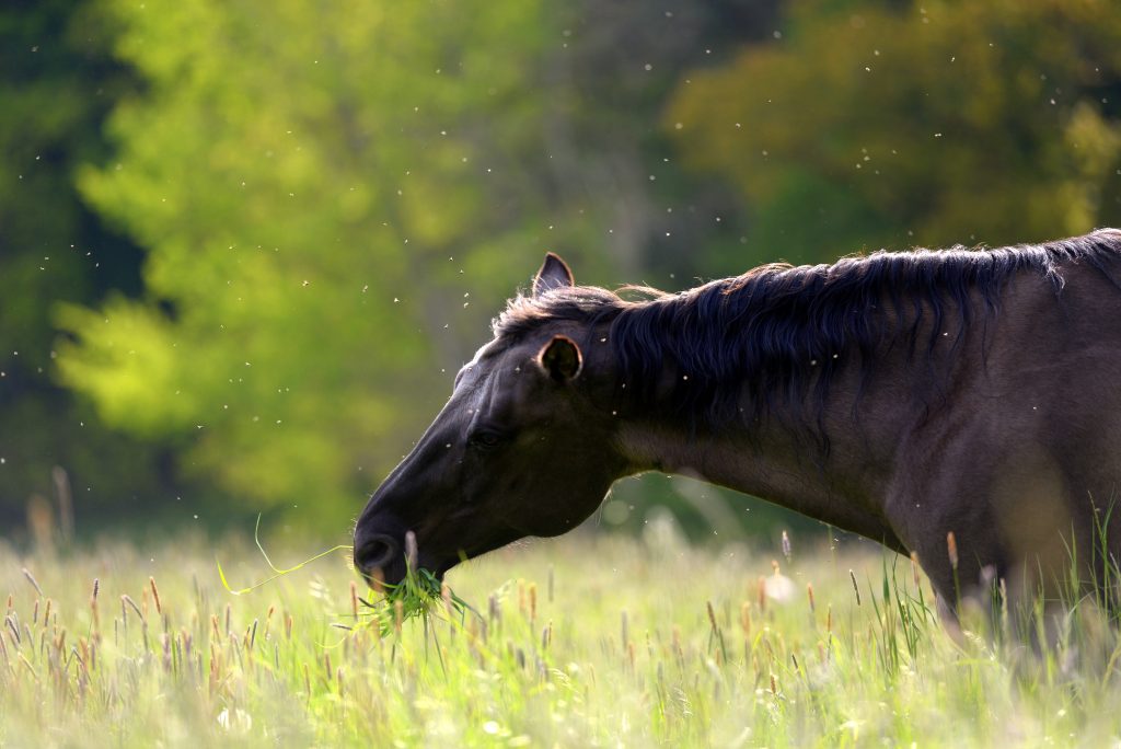 Black horse eating grass surrounded by small, barely visible flies.