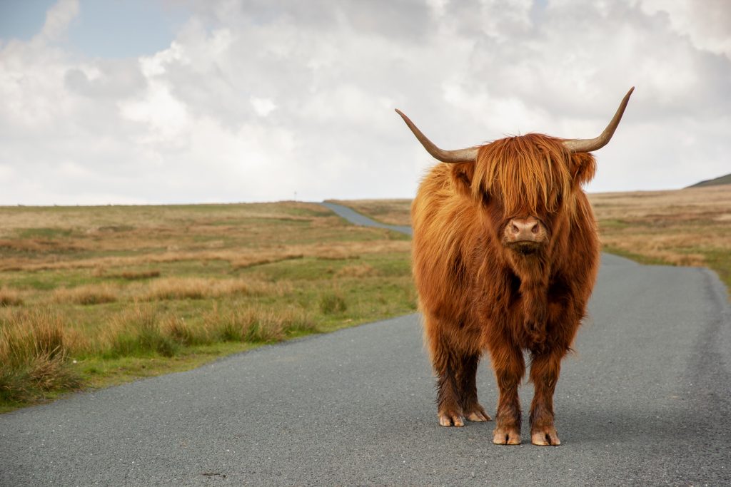 Shaggy reddish-brown horned Scottish Highland standing facing the camera in the middle of a single lane road with fields in the distance.