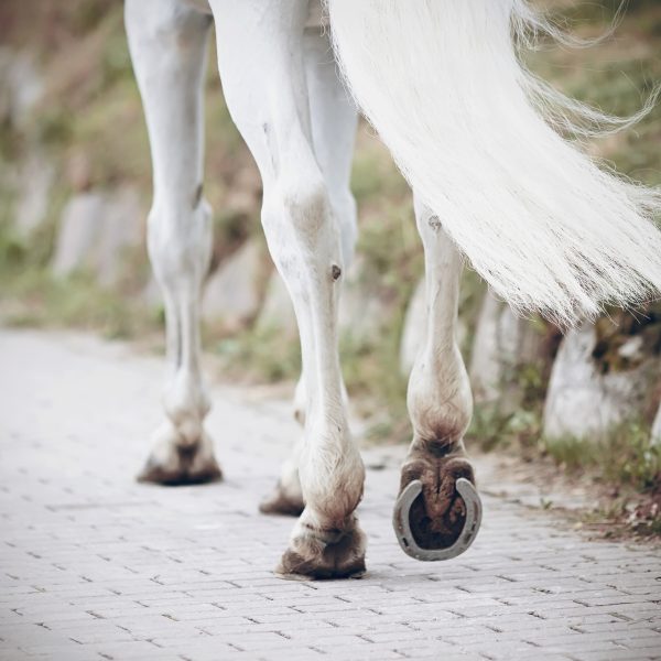 Lower half of a white horse walking on a cobblestone road. You can see all four legs and the tail, the right hind leg is tilted up to show a horseshoe.