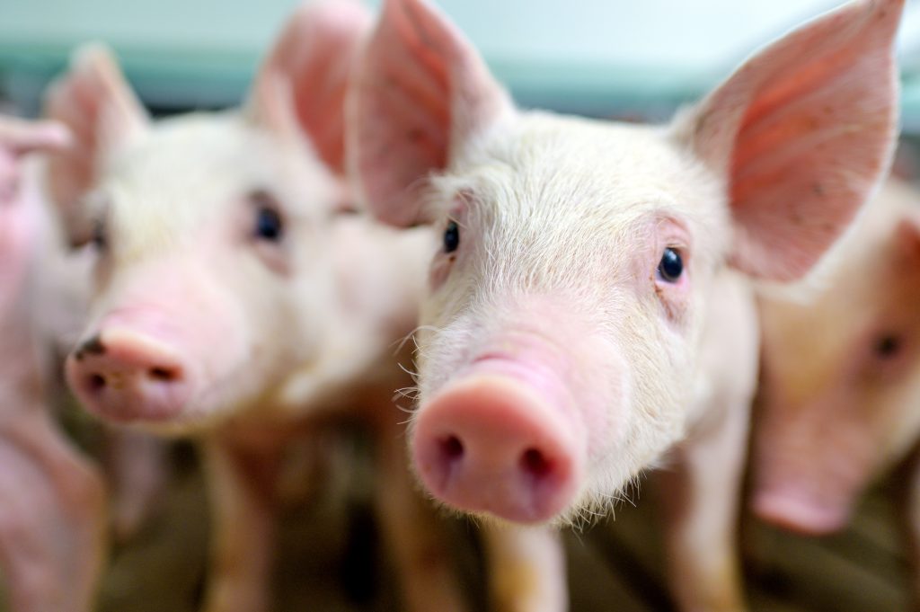 A close up image of a group of young piglets, the foremost animal is the only one in focus with the rest being blurred. They are looking towards the camera.