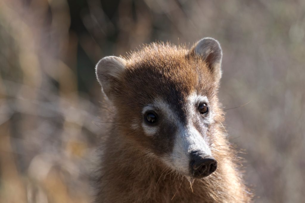 Distinctive wild coatimundi, or coati, lifts head from drinking for perfect sunlit portrait with water dripping from its snout.
