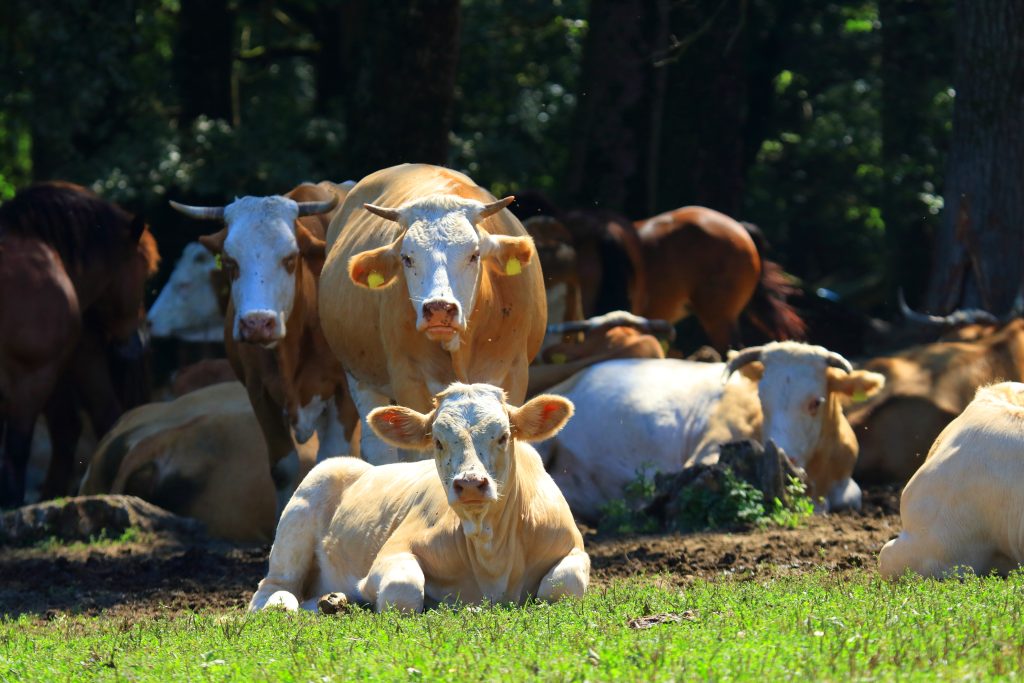Group of cattle laying and standing, mostly in the shade but the animals in the foreground are in the sun.