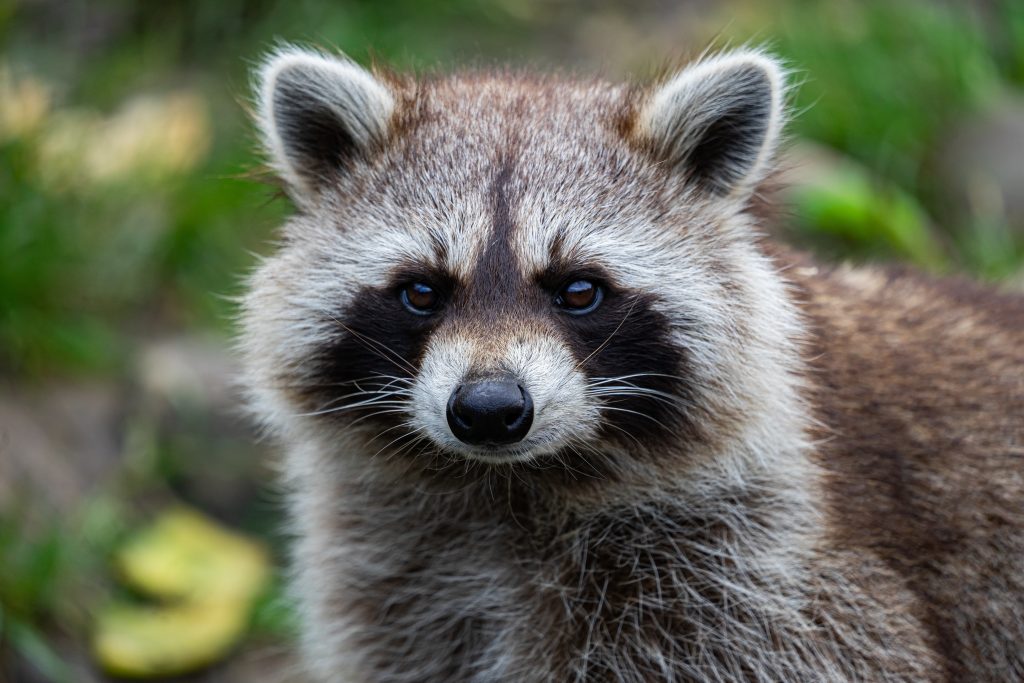 Image of a raccoon looking at the camera