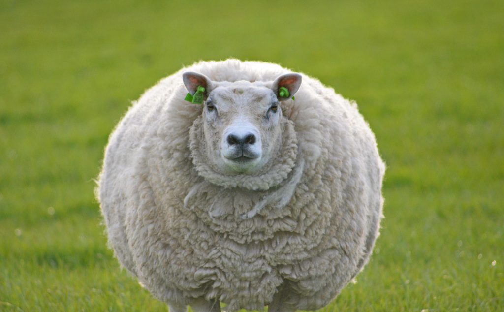 single round fluffy white sheep