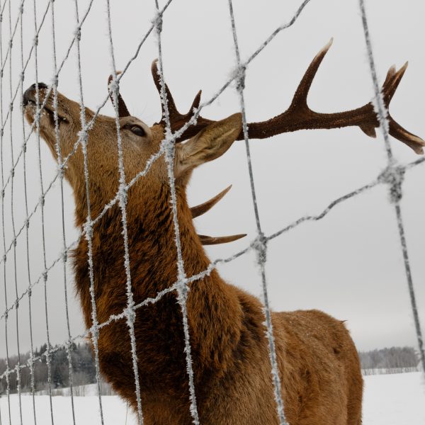 Captive cervid behind a wire fence in a snowy field.