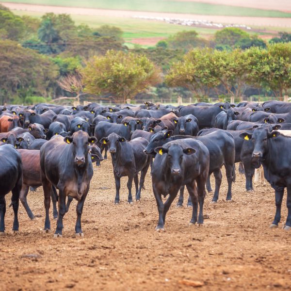 Angus cattle herd at feedlot.