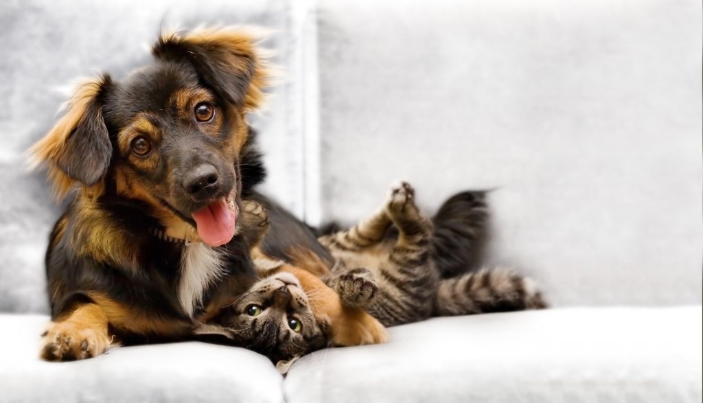Black and brown small dog on a light-colored couch with an upside-down gray tabby cat under its paw.