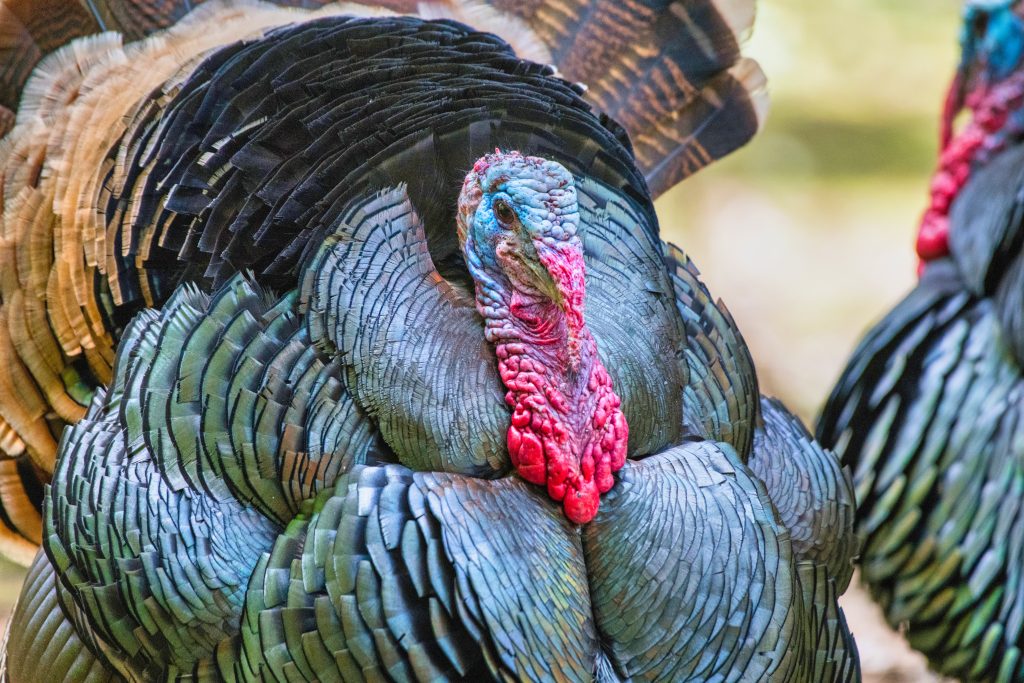 close up image of a single large turkey