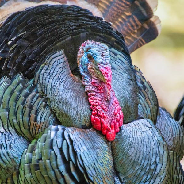 close up image of a single large turkey