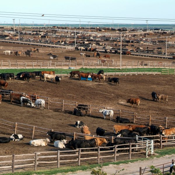 Cattle of all colors and breeds being held in pens at a feedlot.