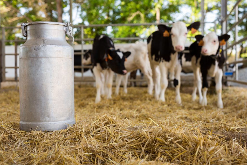 Large metallic milk can with holstein calves at dairy farm