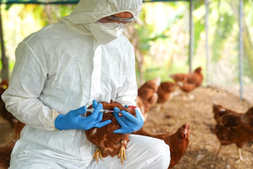 A person in protective gear administers a shot to a chicken.