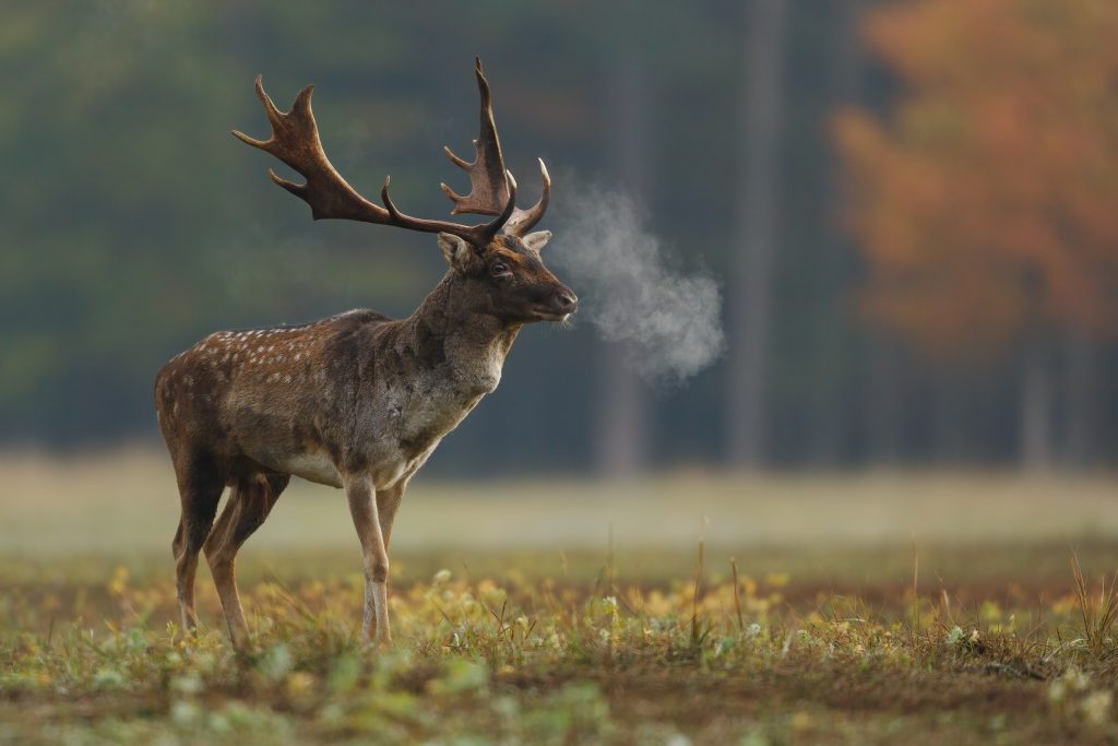 A cervid in cold fall weather with breath showing. You can see the orange leaves of a tree in the distance.